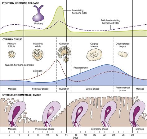 faza foliculara|Follicular Phase: What It Means If It’s Short or Long。